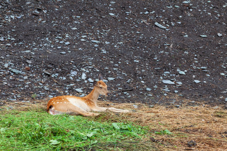 A spotted fallow deer or brown fawn looking aside and lying on grass on a forest background in a national park, farm or ranch. Reindeer herding concept.の写真素材