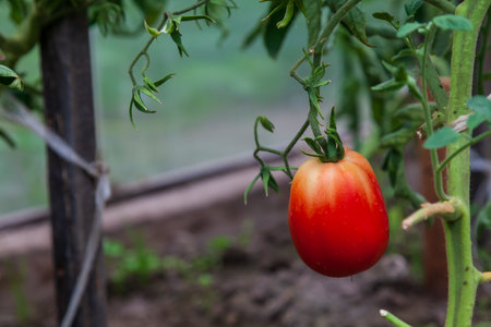 Red young tomato on the branches of bushes in the greenhouse of a country house in spring. Farming and home agriculture.の写真素材