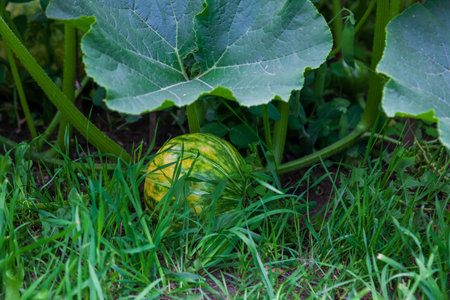 Yellow-green pumpkin on the ground among the green leaves in the garden.の写真素材