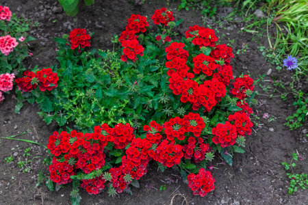 Garden with a large bush of red violets in the backyard of a country house.
