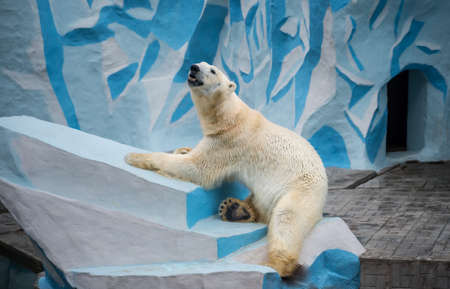 Polar bear sits in rockの写真素材