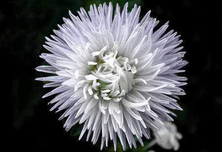 Large white aster on a black background