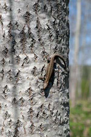 Small brown lizard on a tree on the background of natureの写真素材