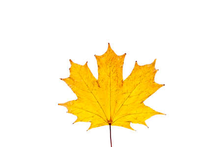 Yellow maple leaf isolated on a white backgroundの写真素材