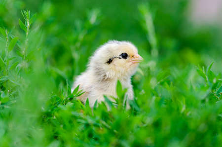 chicken on a grassの写真素材