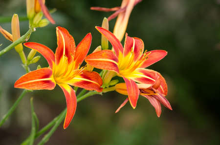 Beautiful flowersの写真素材