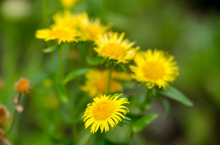 beautifu lflowersの写真素材