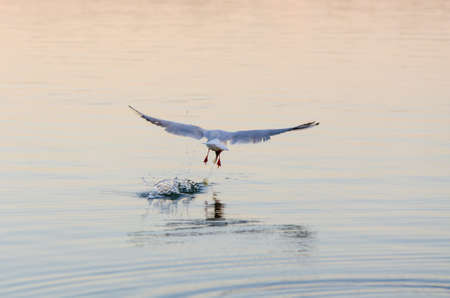seagull on the lakeの写真素材