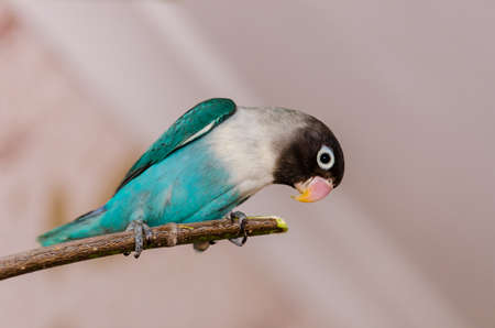 parrot on a branch