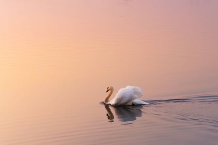 White swan in the rays of dawnの写真素材
