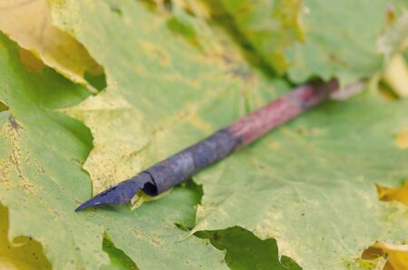 pen for writing and colorful autumn leavesの写真素材
