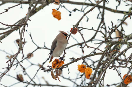 A migratory bird, eats apples of last seasonの写真素材