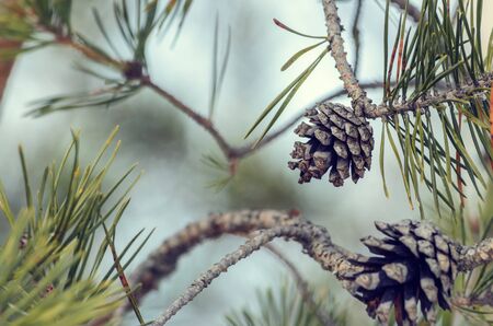 Pine cones and large green needles on the branchesの写真素材