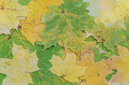 Dried maple leaves of different colors