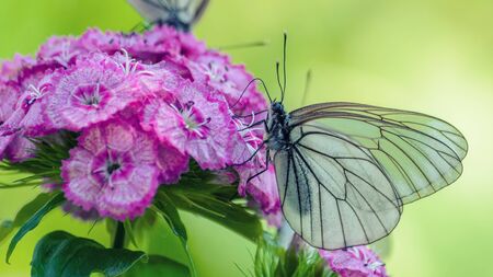 Butterfly on a bright flowerの写真素材