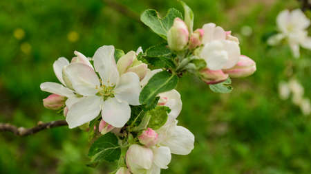 apple blossom in spring on bright backgroundの写真素材