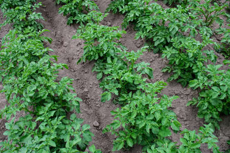 A field of green potato bushes grown on your farm is an environmentally friendly product.の写真素材