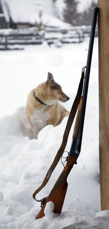 The dog next to a shotgun  Winter hunting の写真素材