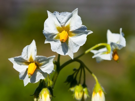 white inflorescence potatoes  under natural conditions in sunlight.の写真素材