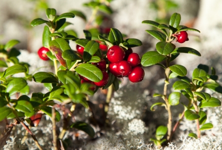 Ripe cranberries in a clearing overgrown with moss reindeer mossの写真素材