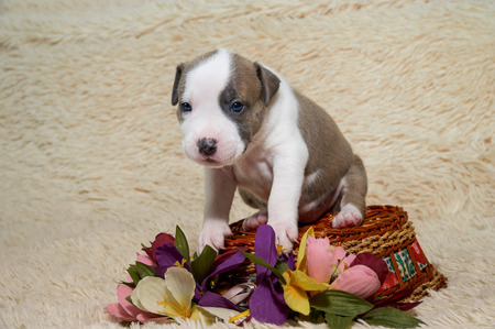 Puppy American Staffordshire Terrier, studio portrait dog turned a basketの写真素材