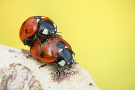 Ladybugs mating on branch on yellow backgroundの写真素材