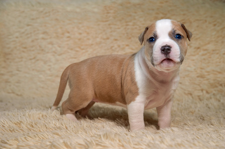 puppy staffordshire terrier dog portraitの写真素材