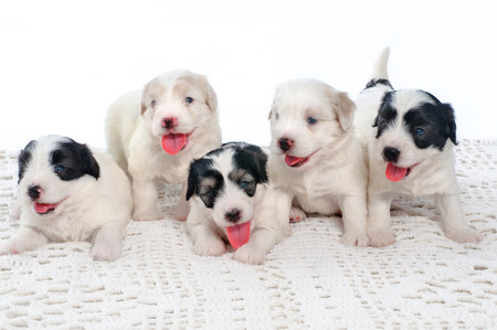 five cute puppies are lying next to each other and looking at cameraの写真素材