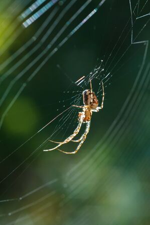 Spider on the web.の写真素材