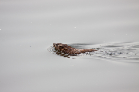 Isolated Beaver coypu while swimmingの写真素材