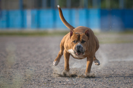 The American Staffordshire Terrier runningの写真素材