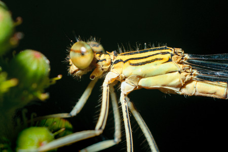  Close-up portrait dragonfly. Eating insect