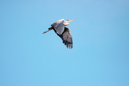 Adult heron in flightの写真素材
