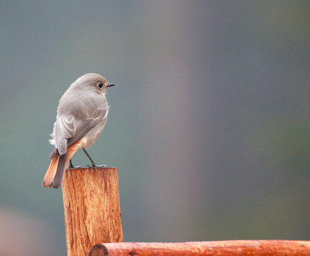 Nightingale on nature backgroundの写真素材