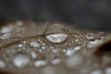 large clean clear drop on a leaf after rain. の写真素材