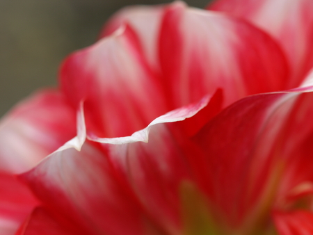 Close-up red bloom flower petalsの写真素材
