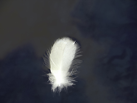 feather swan adrift  in the lakeの写真素材