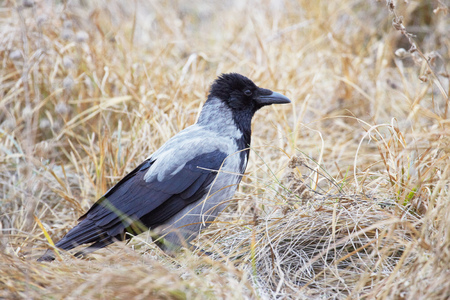 Hooded crow (Corvus cornix) standing side view 