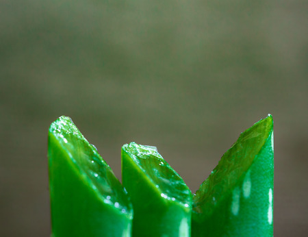 Sliced of aloe vera leafの写真素材