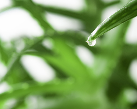 Beautiful green leaf Aloe vera with drop closeupの写真素材