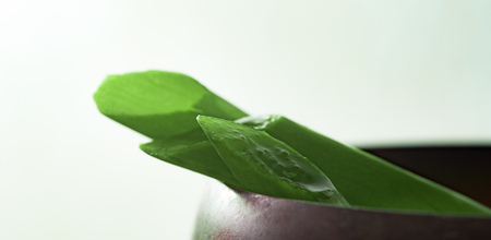 Aloe Vera slice green leaf closeupの写真素材