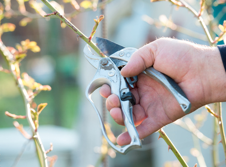 Hand gardener pruning the bushes with cutting toolの写真素材