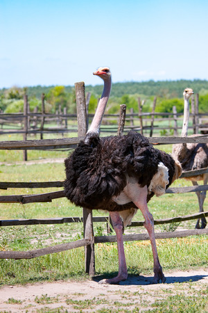 Ostrich in the farmの写真素材