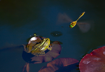 frog hunting for dragonfly. Wildlife nature photographyの写真素材