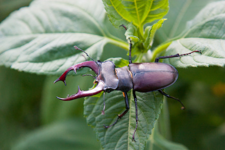 stag beetle, Lucanus cervus, on green leafs