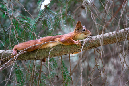 funny red squirrel lying on the tree in an embrace with a branchの写真素材