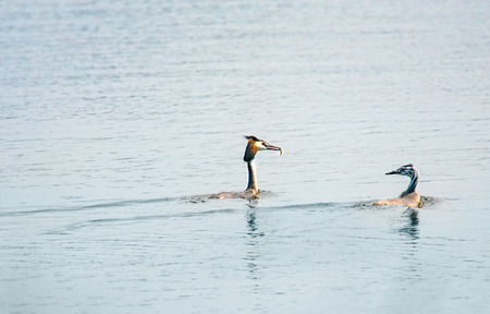 Couple of Great crested grebes (podiceps cristatus) with small fish in its beak on the lake 
