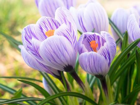Purple and white crocuses under early spring sunlightの写真素材