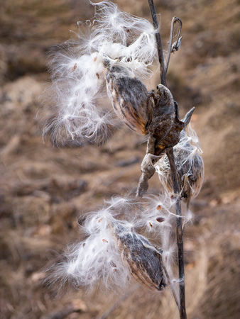 Lupine seeds are carried along the field by the windの写真素材