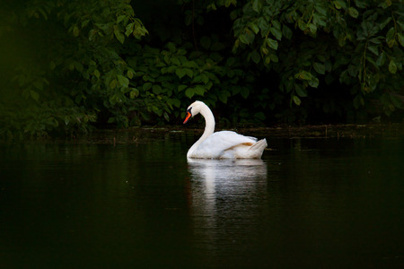 White swan on the water with reflectionの写真素材